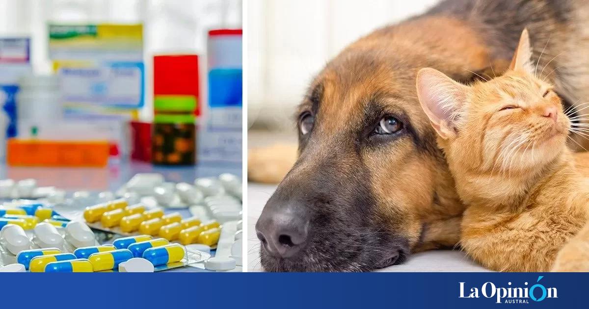 Las farmacias venderán medicamentos para mascotas La Opinón Austral