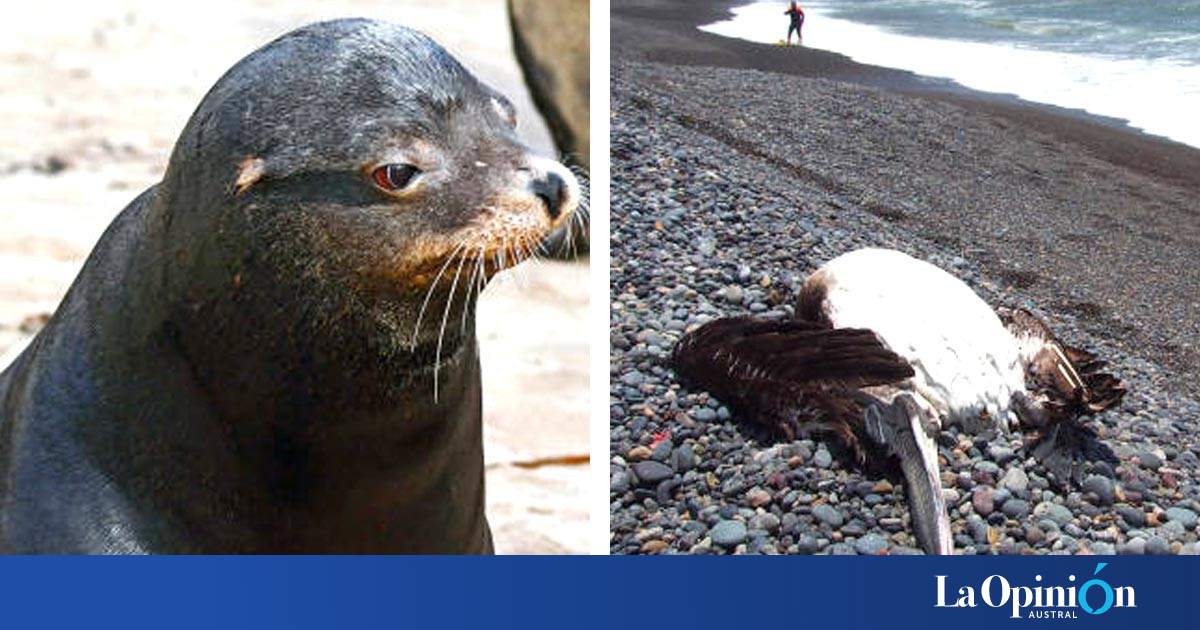 Recomendaciones Ante Casos De Lobos Marinos Con Gripe Aviar En Santa