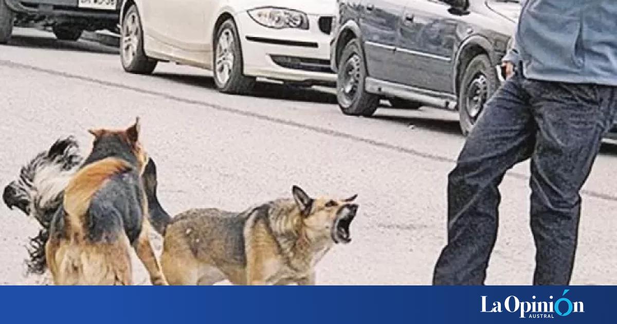 Tres perros saltaron un portón y atacaron a un hombre que debió ser