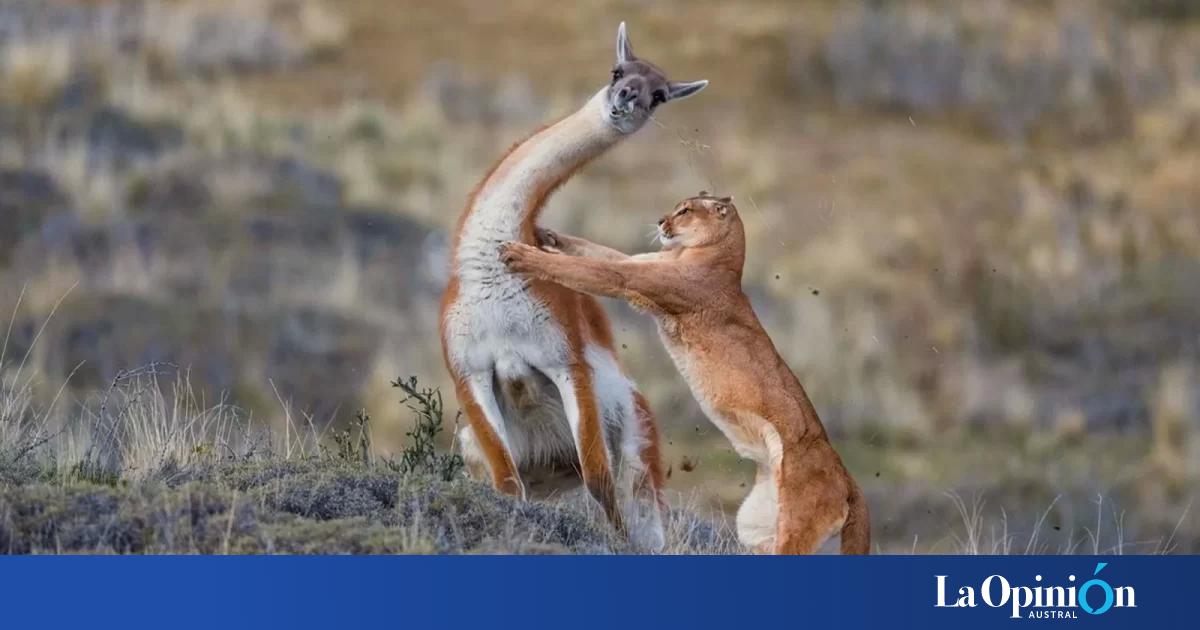 Video La Impactante Lucha Entre Un Puma Y Un Guanaco Con Un Sorpresivo