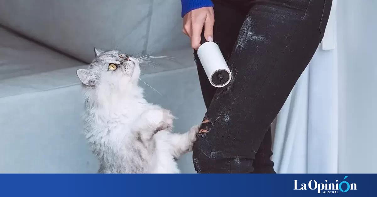 Cómo sacar pelos de perro o gato de la ropa La Opinión Austral