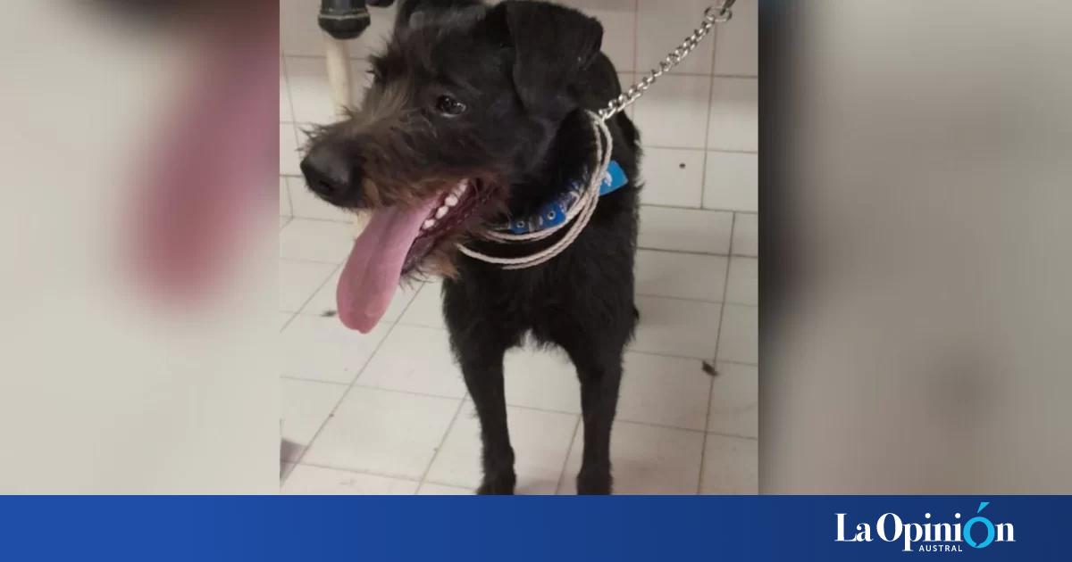 Adopt Un Perro Y Lo Devolvi A Los Pocos Meses Porque Creci M S De