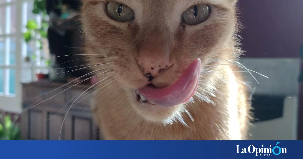 Ofrecen recompensa por Frodo el gato que se perdió hace 20 días La