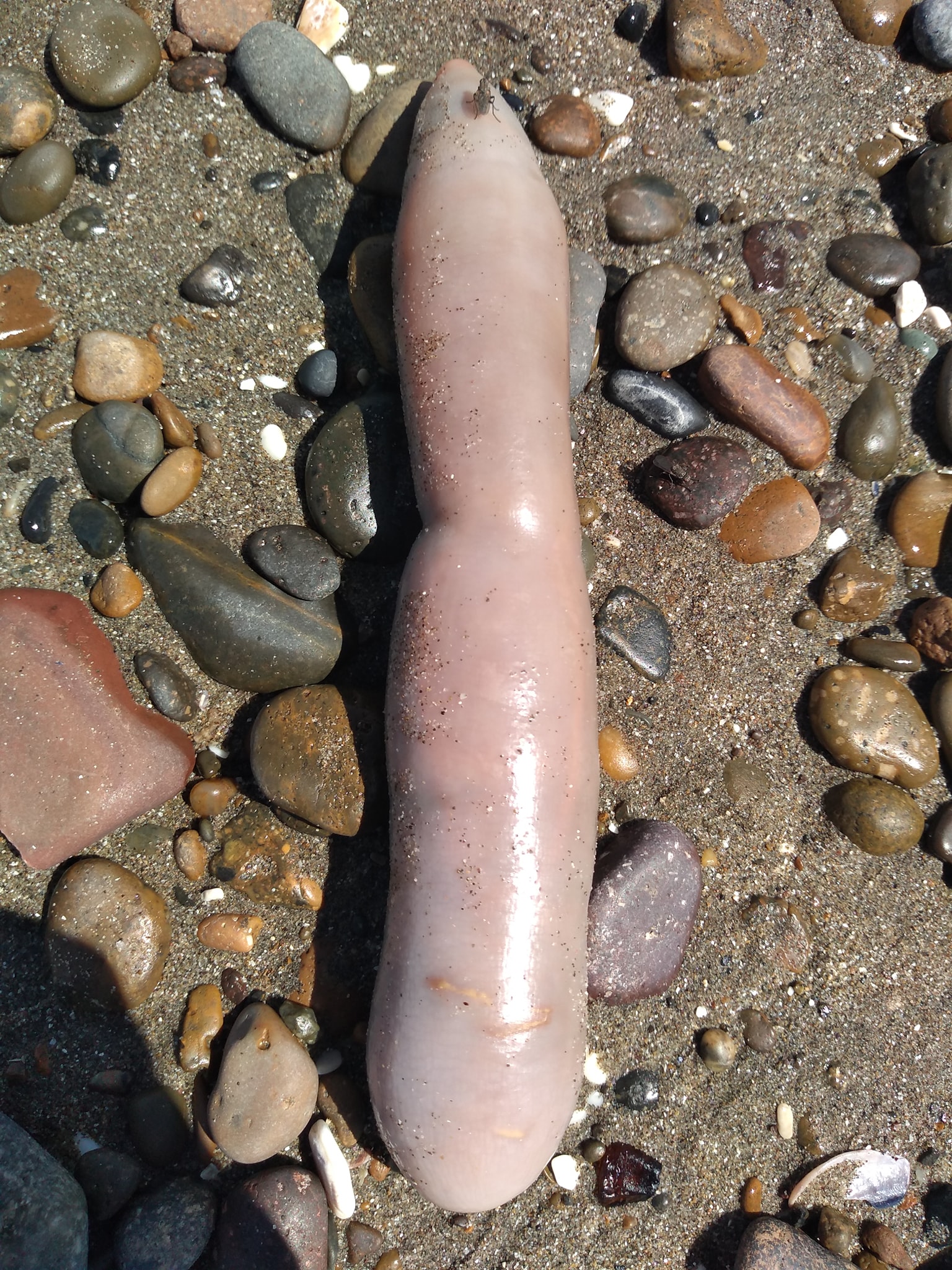 Peces pene” aparecieron en una playa de Comodoro Rivadavia: mirá las fotos  | La Opinión Austral