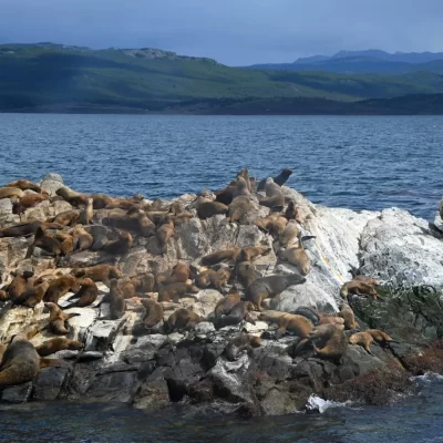 Registran en la Patagonia el primer caso positivo de gripe aviar en mamíferos