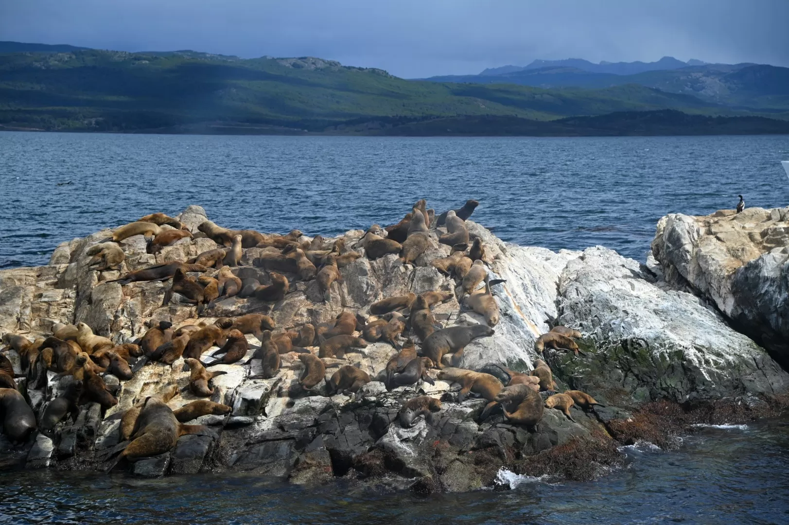 Registran en la Patagonia el primer caso positivo de gripe aviar en mamíferos