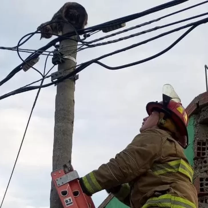 Bomberos rescató a un gato de familia que subió a una palma y quedó atrapado