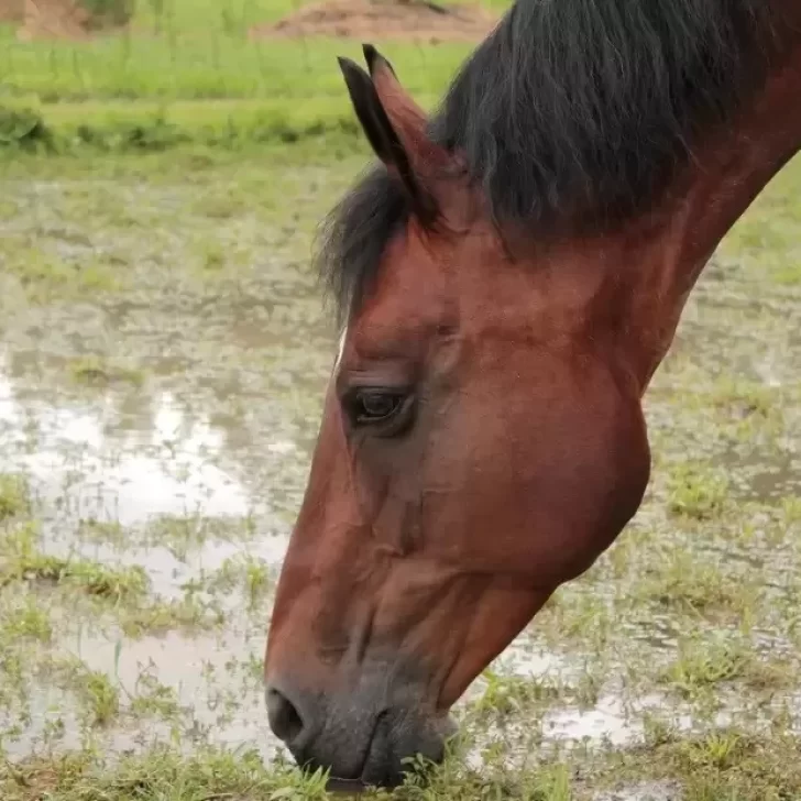 Nene de 2 años fue pateado por un caballo y se encuentra en grave estado