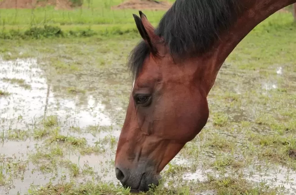 Nene de 2 años fue pateado por un caballo y se encuentra en grave estado