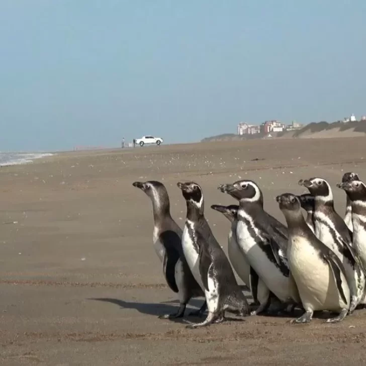 Regresaron al océano a pingüinos rehabilitados: tenían hipotermia, desnutrición y estaban empetrolados