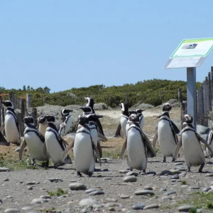 Temporada de pingüinos: ¿cómo está funcionando la reserva?