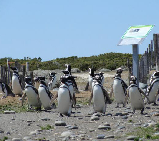 Temporada de pingüinos: ¿cómo está funcionando la reserva?