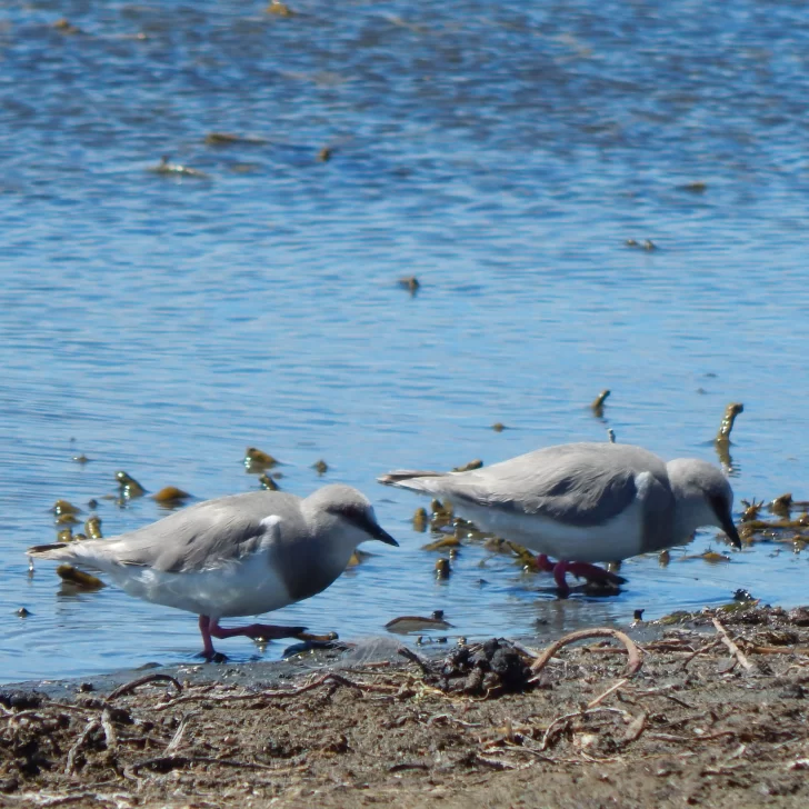 Argentina y Chile preparan el censo invernal del chorlito ceniciento Argentina y Chile preparan el censo invernal del chorlito ceniciento