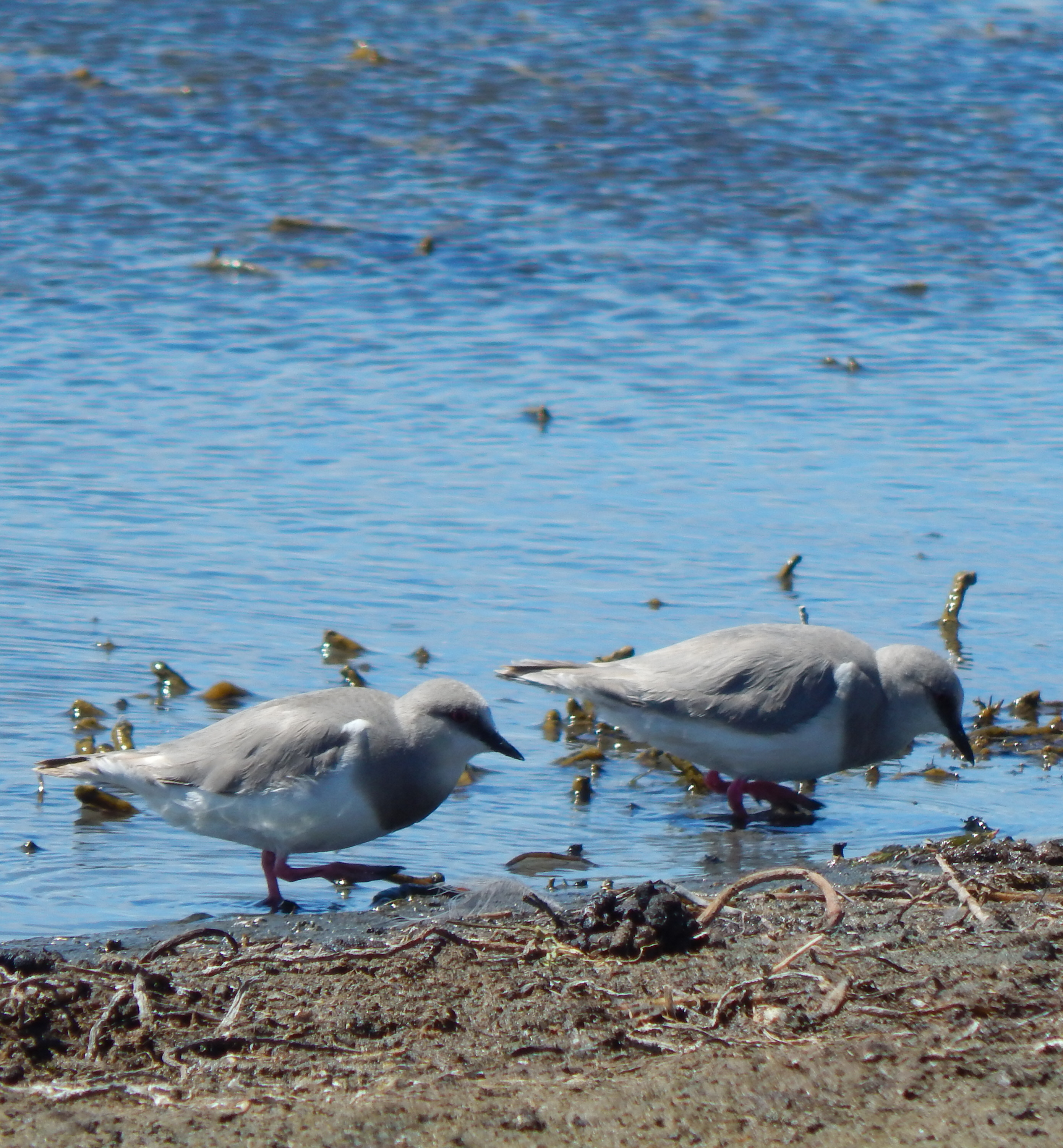 Argentina y Chile preparan el censo invernal del chorlito ceniciento Argentina y Chile preparan el censo invernal del chorlito ceniciento