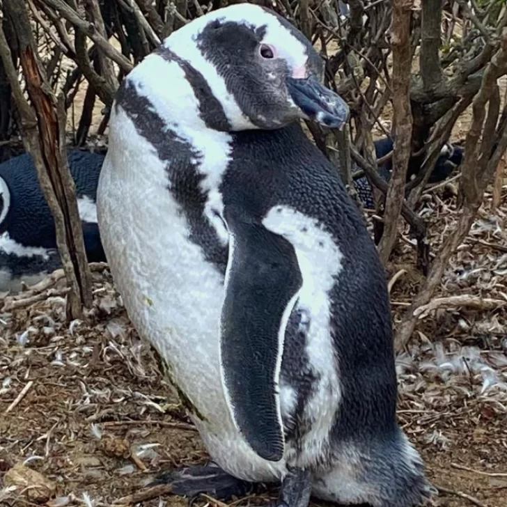 ¡Ya están llegando!: pingüinos de Magallanes arriban a Monte León para preparar sus nidos ¡Ya están llegando!: pingüinos de Magallanes arriban a Monte León para preparar sus nidos
