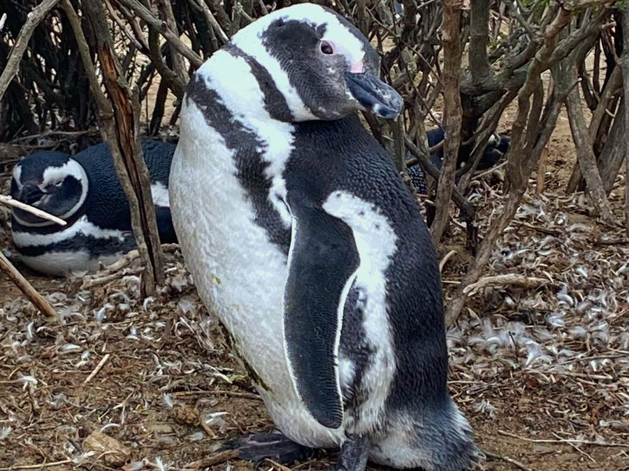¡Ya están llegando!: pingüinos de Magallanes arriban a Monte León para preparar sus nidos ¡Ya están llegando!: pingüinos de Magallanes arriban a Monte León para preparar sus nidos