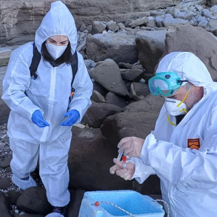 Gripe aviar en Santa Cruz: alerta por la muerte de lobos marinos y aves