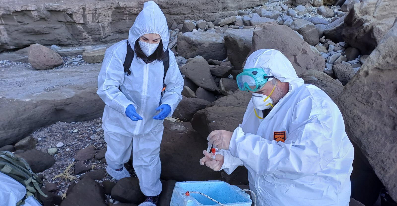 Gripe aviar en Santa Cruz: alerta por la muerte de lobos marinos y aves