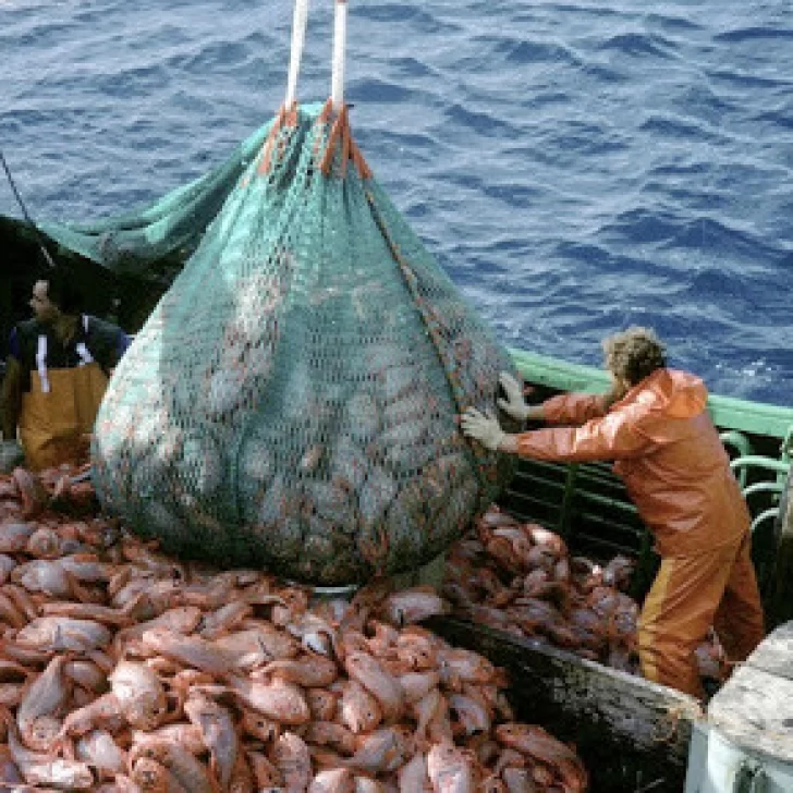 Proponen medidas para lograr la pesca sustentable del calamar