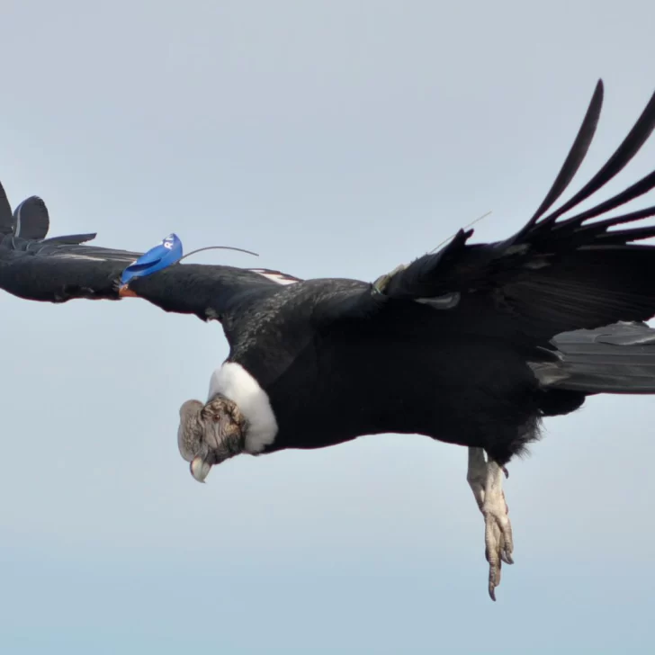 Vanesa Astore: “La población del Cóndor Andino está en retroceso en Argentina” Vanesa Astore: “La población del Cóndor Andino está en retroceso en Argentina”