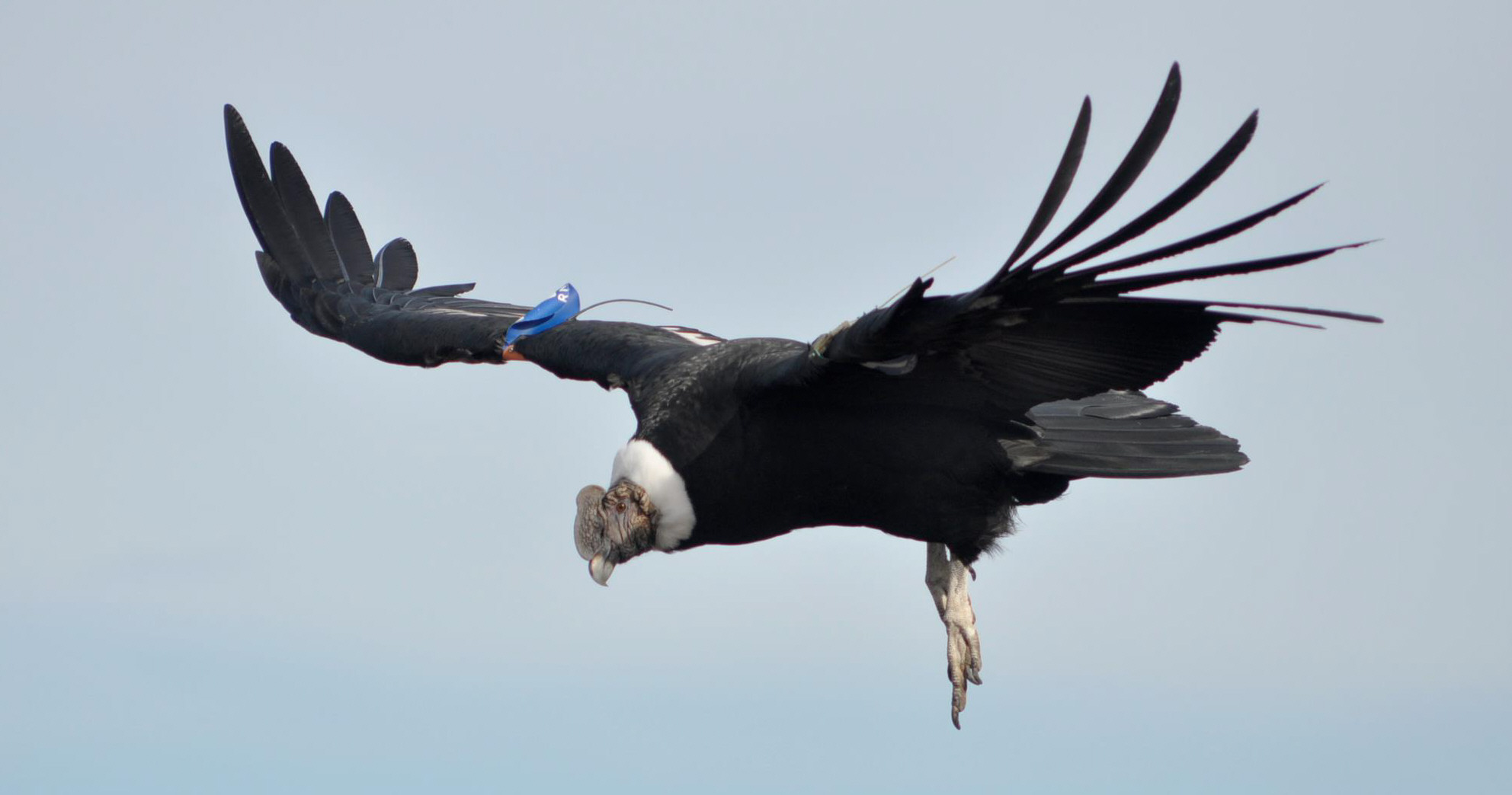 Vanesa Astore: “La población del Cóndor Andino está en retroceso en Argentina” Vanesa Astore: “La población del Cóndor Andino está en retroceso en Argentina”