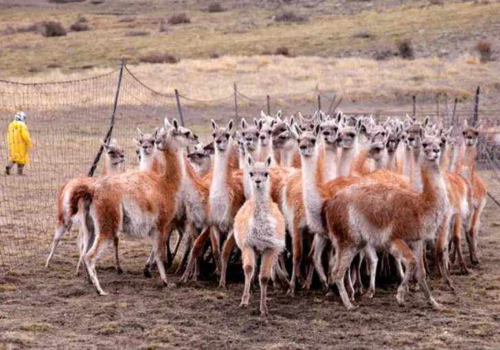 Más de 3 millones de guanacos jaquean al campo y las rutas