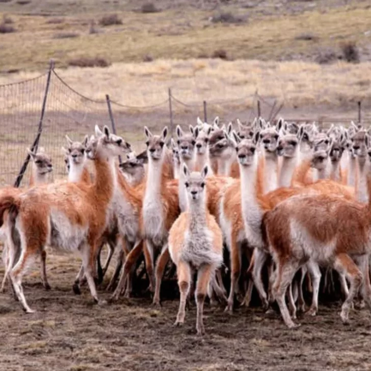 Más de 3 millones de guanacos jaquean al campo y las rutas