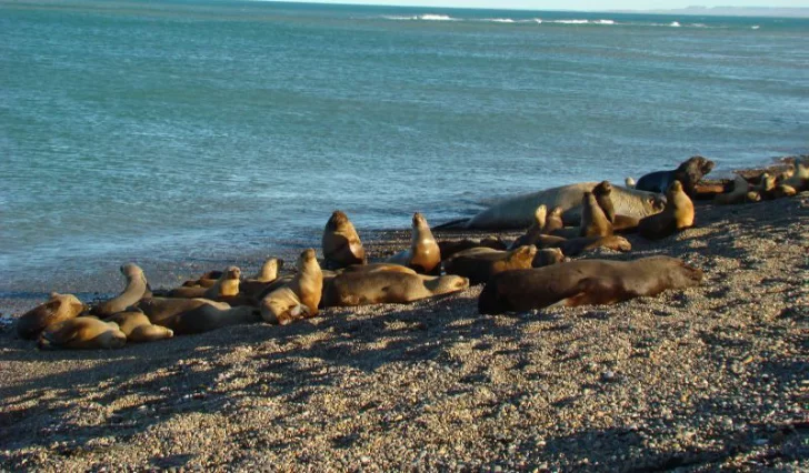 Turismo Municipal de Caleta Olivia impulsó visita a la Reserva de Lobos Marinos