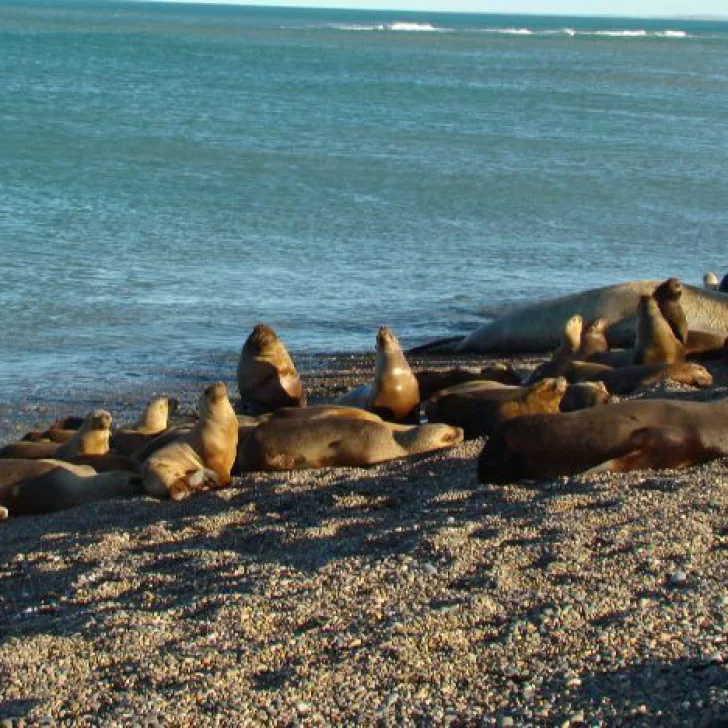 Turismo Municipal de Caleta Olivia impulsó visita a la Reserva de Lobos Marinos