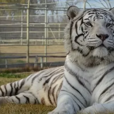 Insólito robo en la Patagonia: entraron en la jaula de un tigre blanco para llevarse una caja fuerte