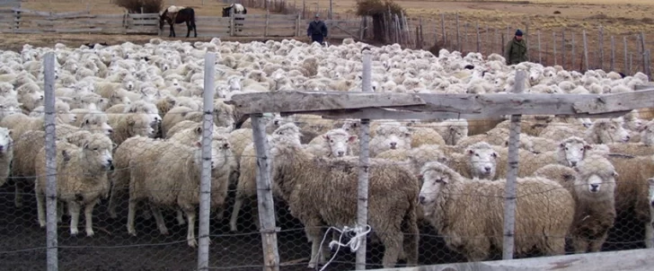 Argentina, bien posicionada para la demanda de carne ovina ¿futura?