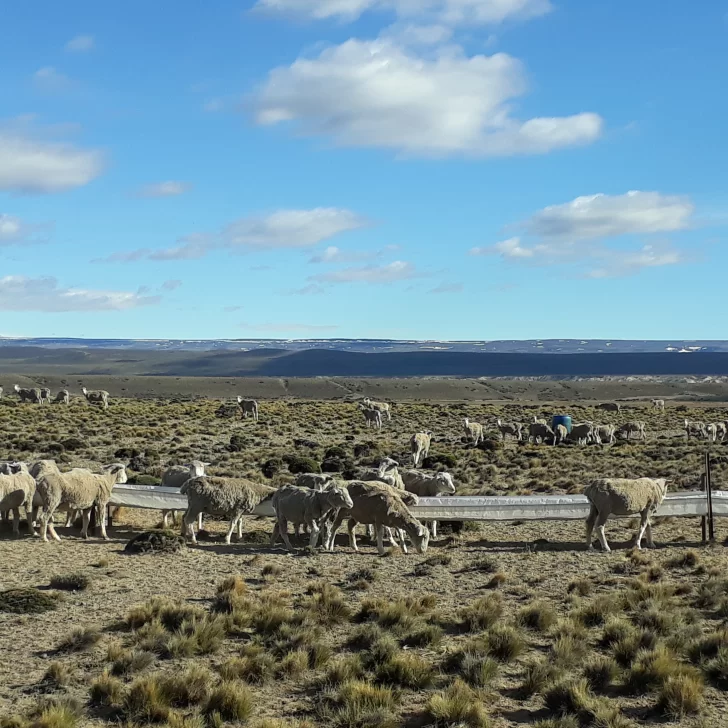Sistemas y tecnologías para hacer un manejo más dinámico en el campo Sistemas y tecnologías para hacer un manejo más dinámico en el campo