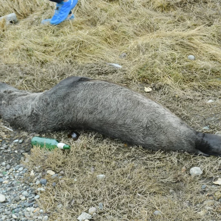 Alerta ambiental: crece la cifra de lobos muertos por gripe aviar en Santa Cruz