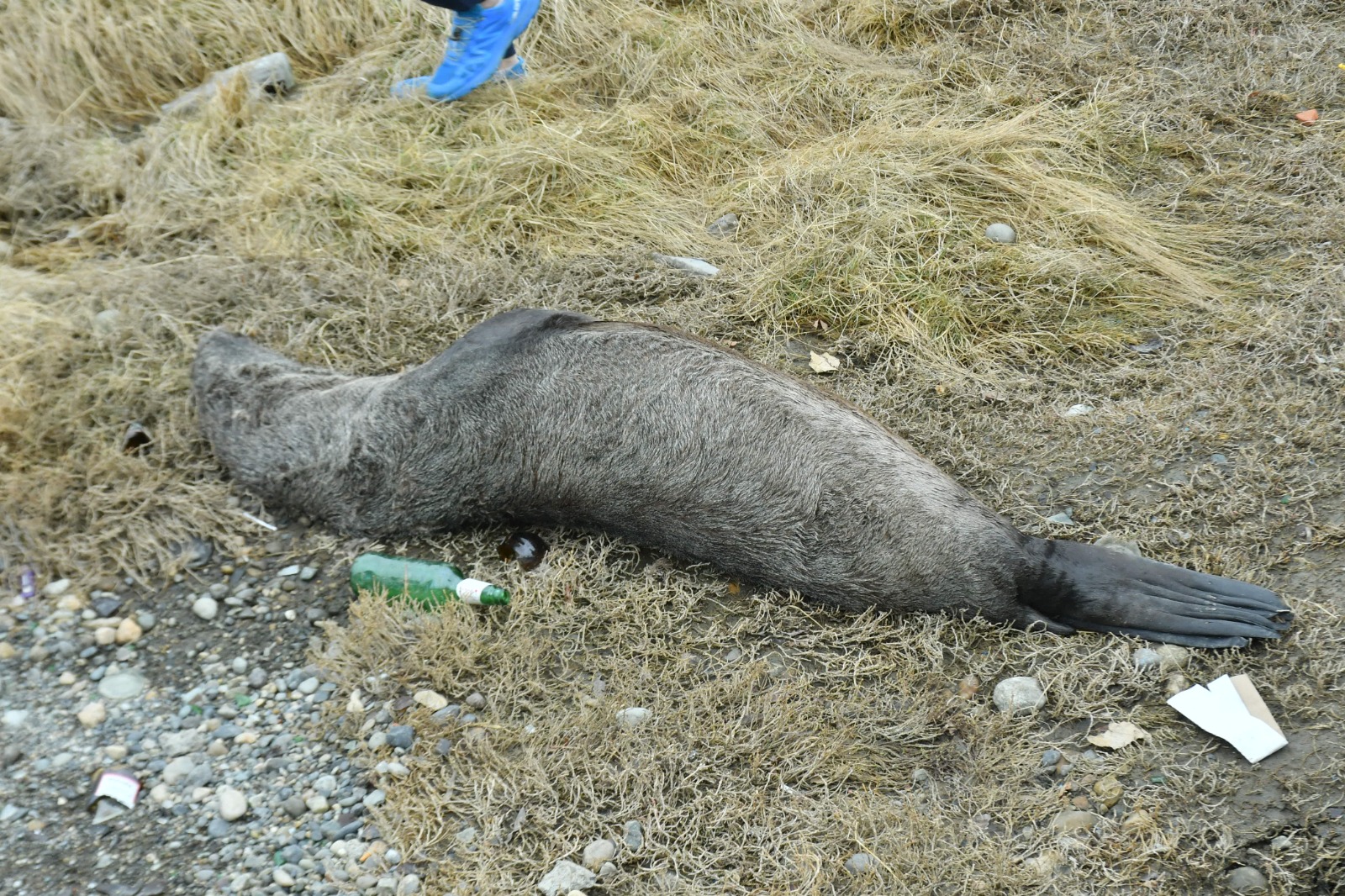 Alerta ambiental: crece la cifra de lobos muertos por gripe aviar en Santa Cruz