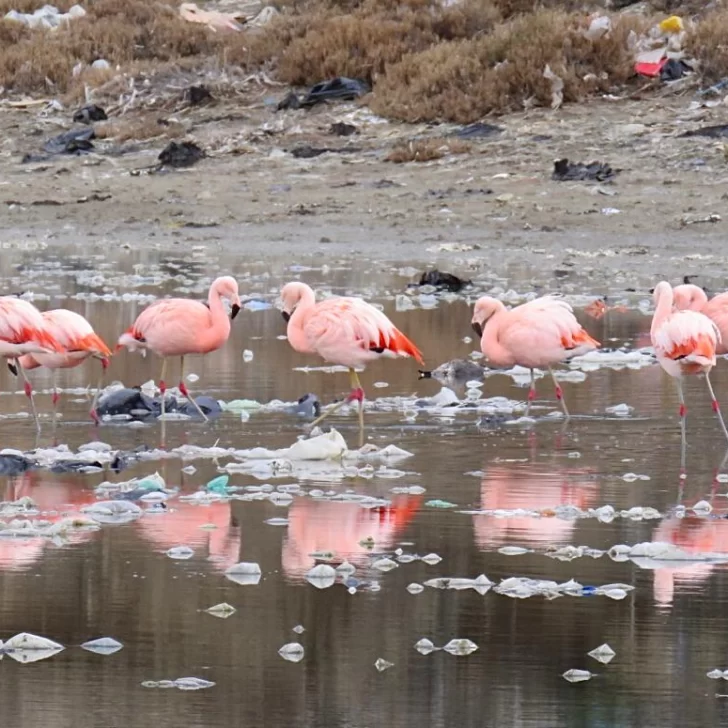 Las imágenes de la fauna que convive con el plástico en Caleta Olivia: “Parece otro planeta”