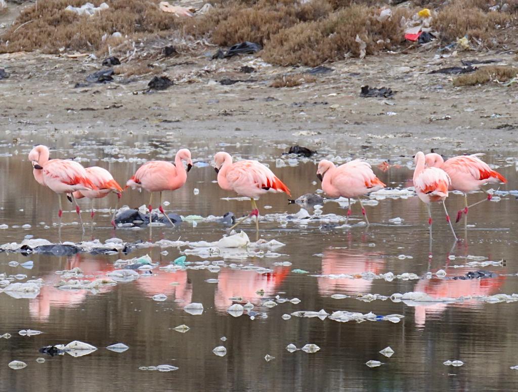 Las imágenes de la fauna que convive con el plástico en Caleta Olivia: “Parece otro planeta”