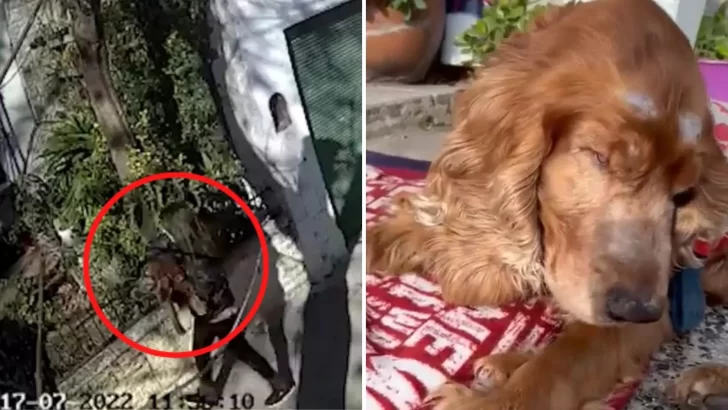 Video. Abandonaron a un perrito ciego y ahora buscan a una familia que lo adopte