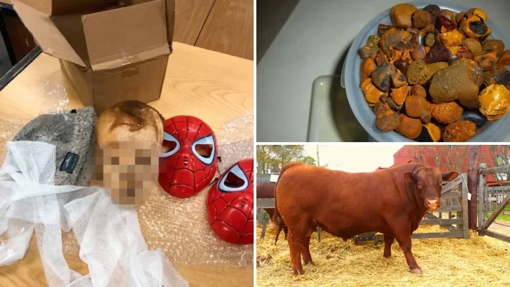 Los secuestros más insólitos de Aduana: el cráneo de un niño momificado, cálculos biliares de vaca y un toro