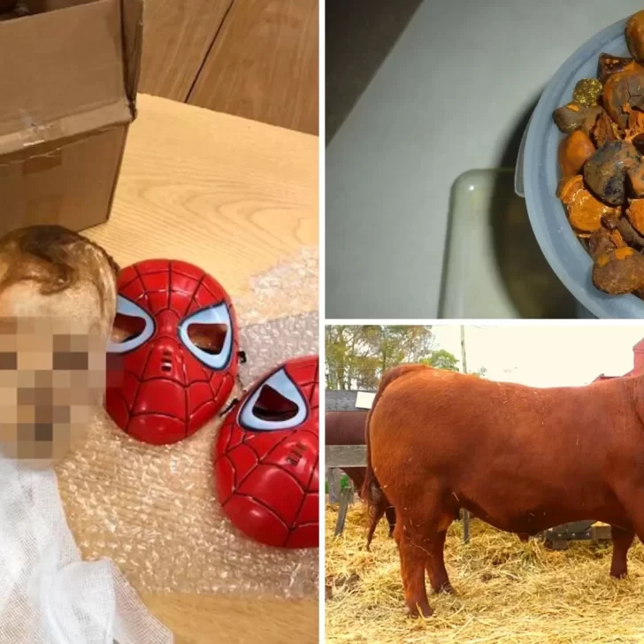 Los secuestros más insólitos de Aduana: el cráneo de un niño momificado, cálculos biliares de vaca y un toro Los secuestros más insólitos de Aduana: el cráneo de un niño momificado, cálculos biliares de vaca y un toro