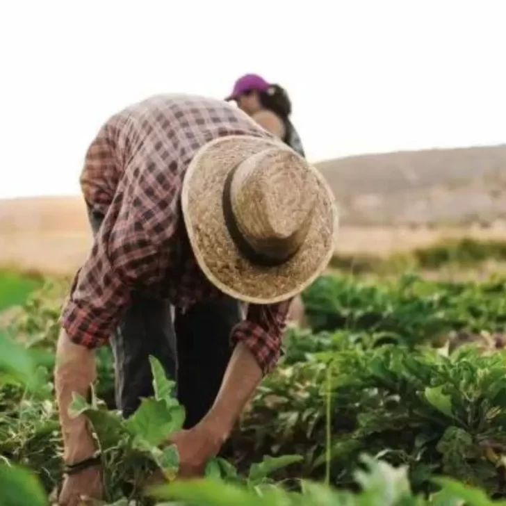 Día del Agricultor ¿por qué se celebra? Día del Agricultor ¿por qué se celebra?