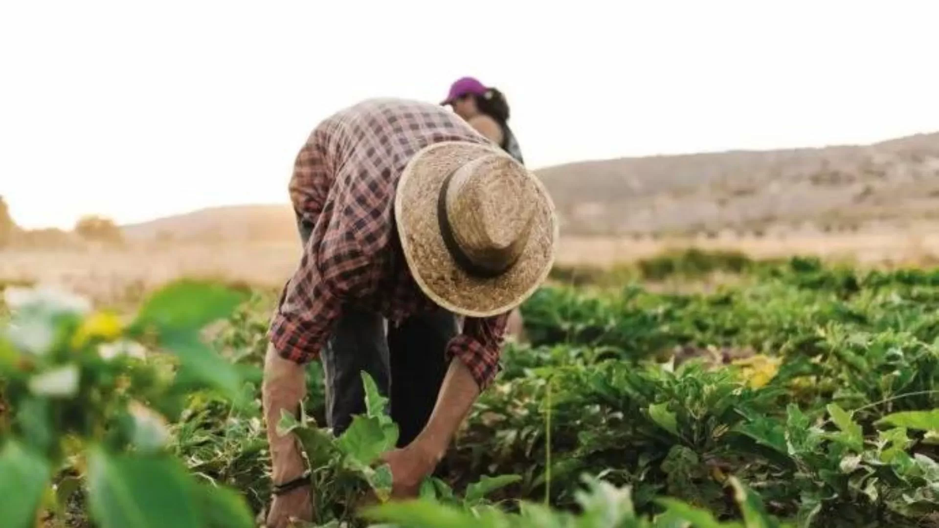 Día del Agricultor ¿por qué se celebra? Día del Agricultor ¿por qué se celebra?