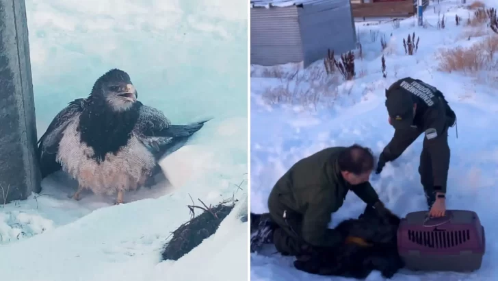 Un águila quedó atrapada en la nieve en Río Turbio y gendarmes lo rescataron