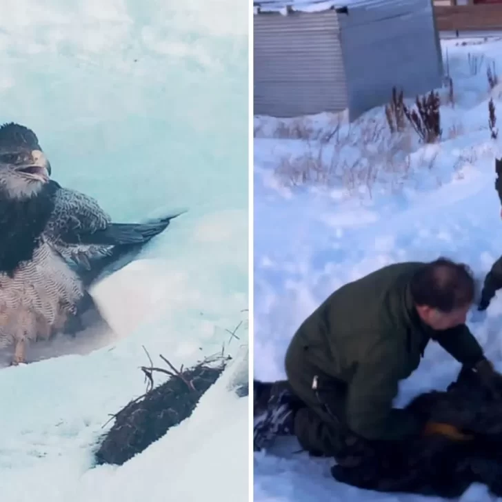 Un águila quedó atrapada en la nieve en Río Turbio y gendarmes lo rescataron