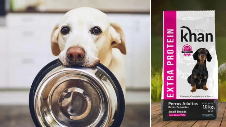 ¿Cuál es la mejor comida para tu perro?