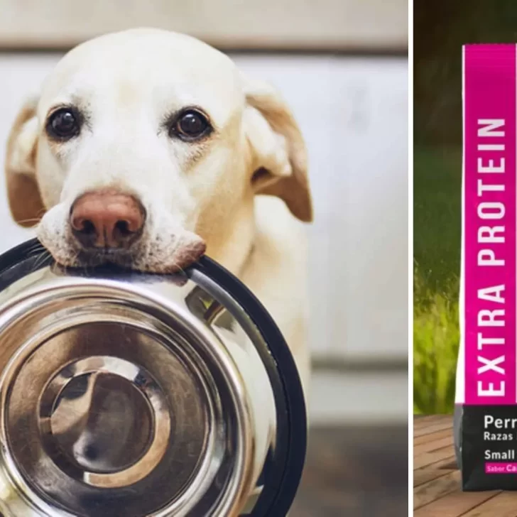 ¿Cuál es la mejor comida para tu perro? ¿Cuál es la mejor comida para tu perro?