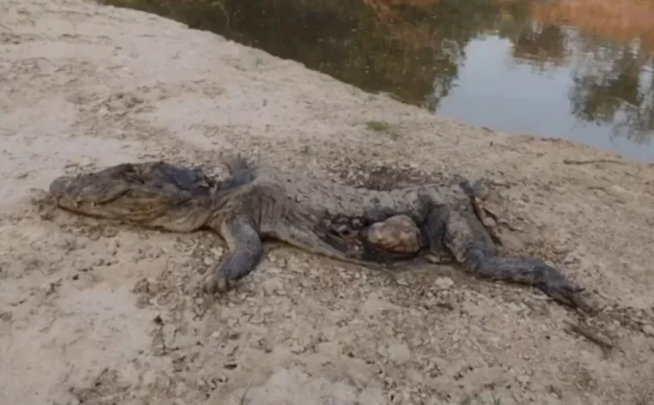 Animales muertos y hábitat natural deteriorado por la sequia en Corrientes