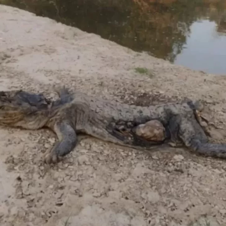 Animales muertos y hábitat natural deteriorado por la sequia en Corrientes
