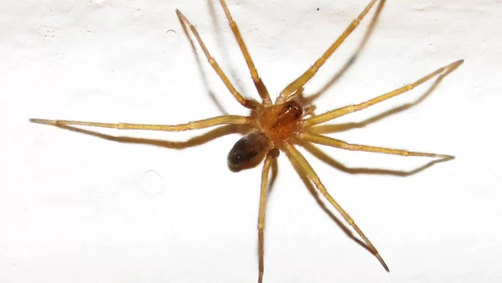 Murió un niño de 18 meses luego de ser picado por una araña de rincón