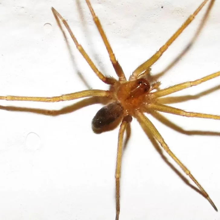Murió un niño de 18 meses luego de ser picado por una araña de rincón