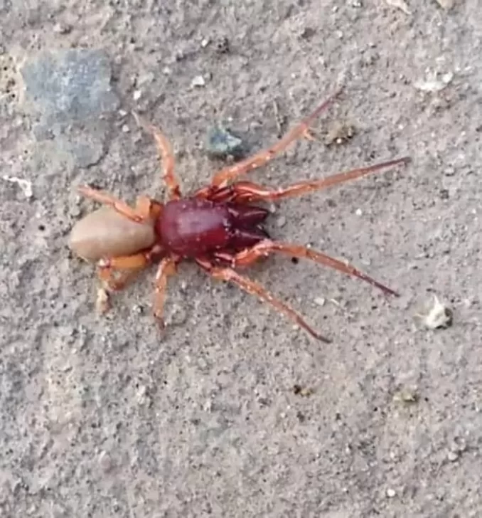 Un vecino de Puerto Deseado encontró una araña cazadora ¿es venenosa?